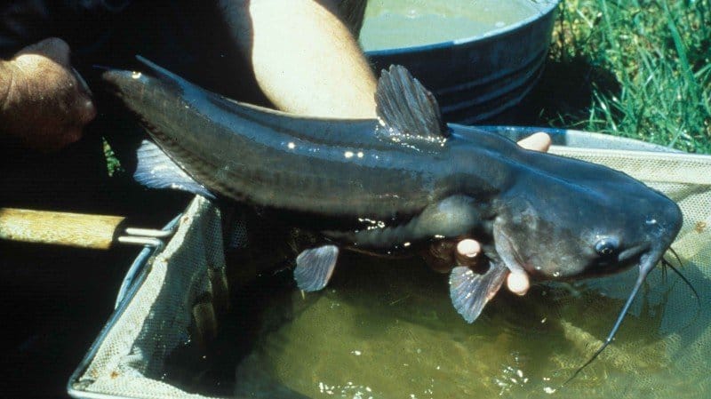 belly How to Hold a Catfish