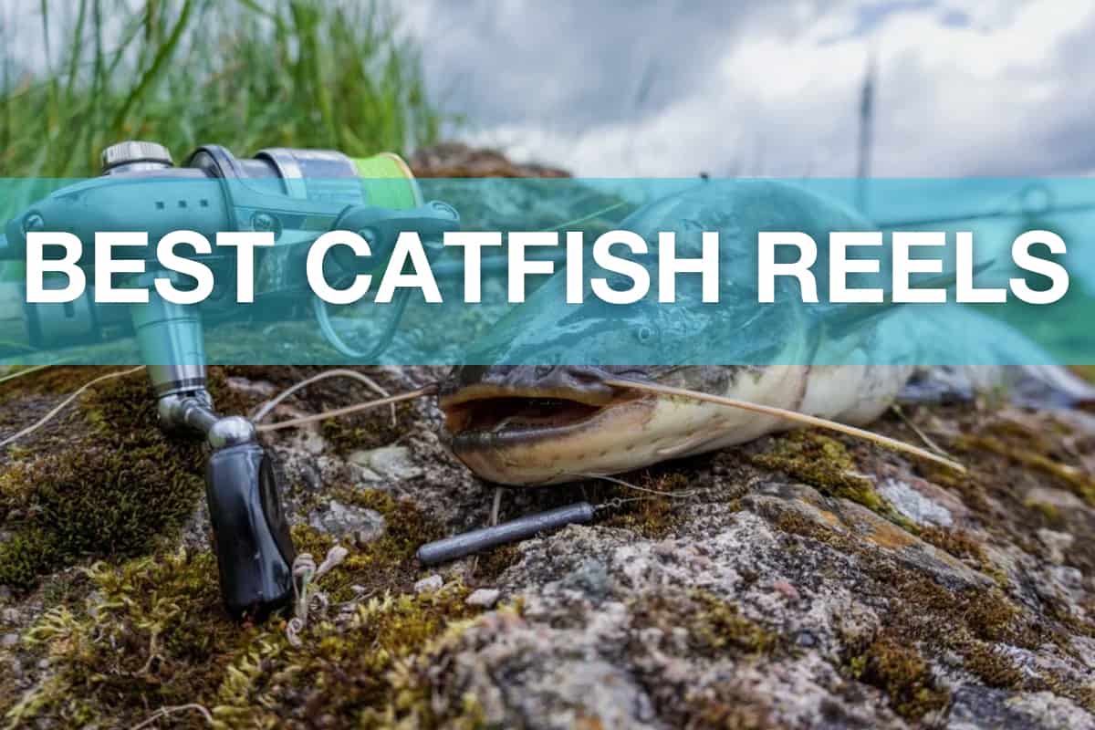 Best Catfish Reels