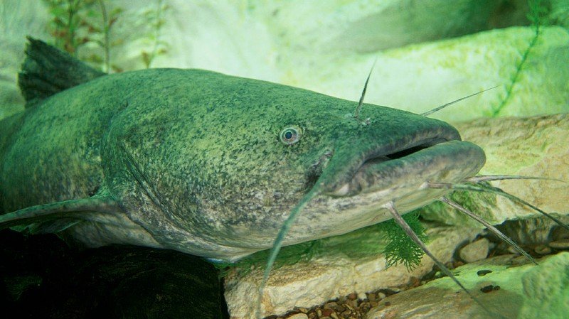 flathead catfish