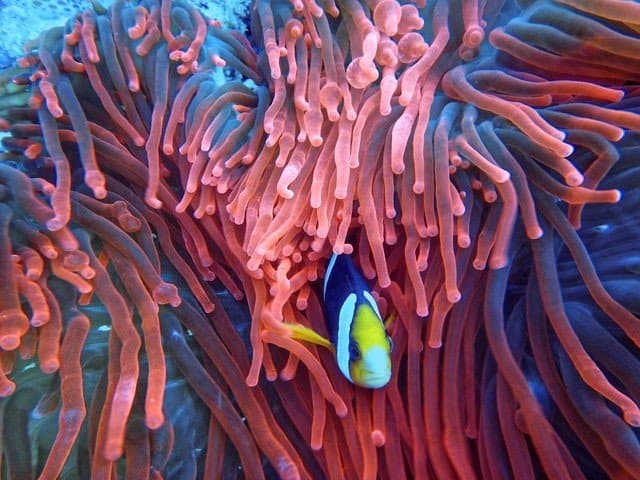 fish hiding in coral