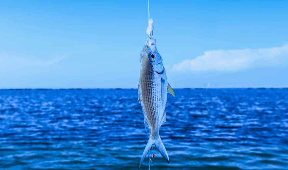  Best Tasting Freshwater Fish to Eat