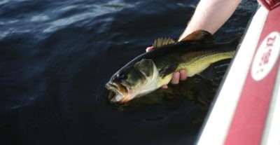Bass Fishing and Lure Selection