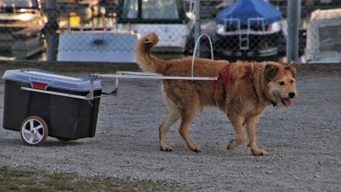 Dog towing a cooler