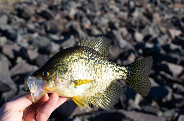 Holding crappie fish outdoors