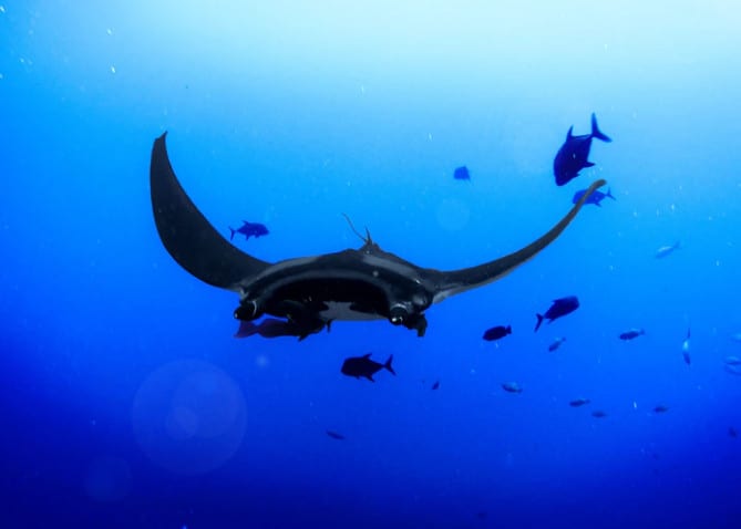 Manta Ray Dives – Big Island