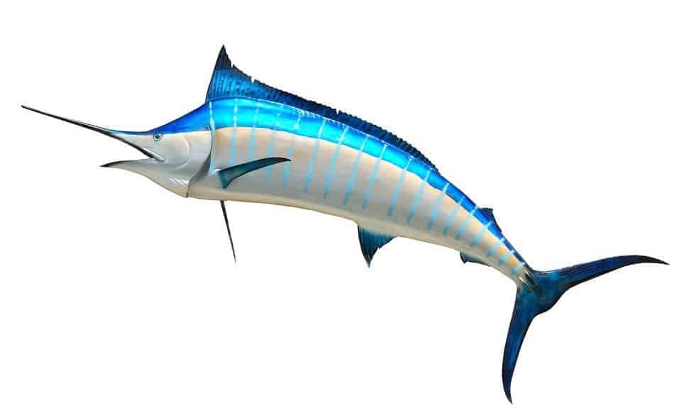 Sailfish vs Marlin