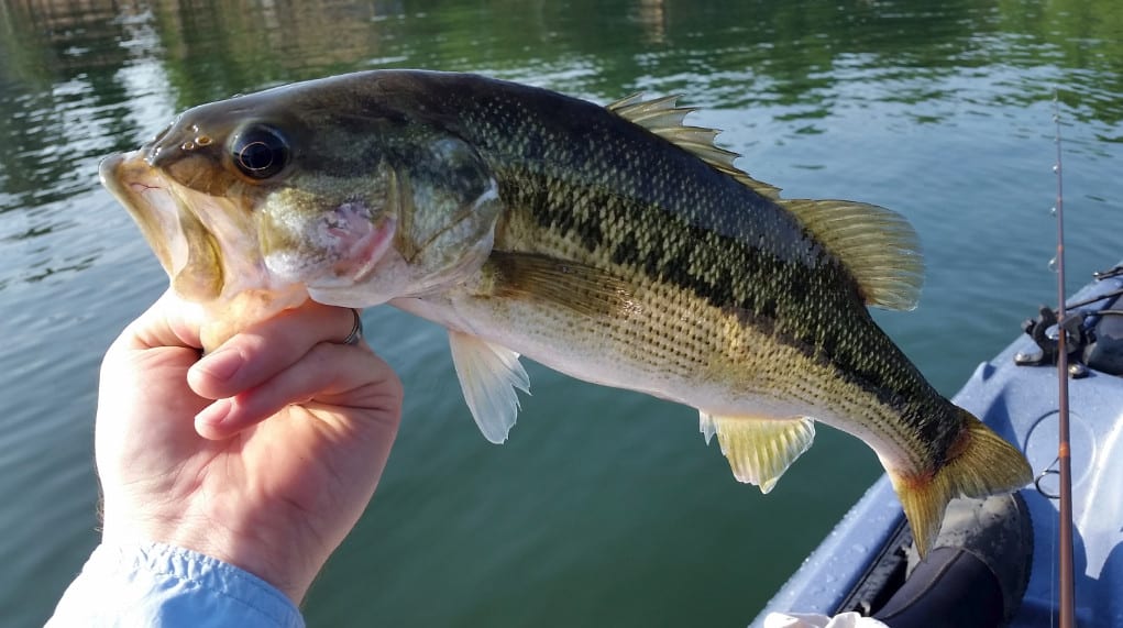 Spotted bass