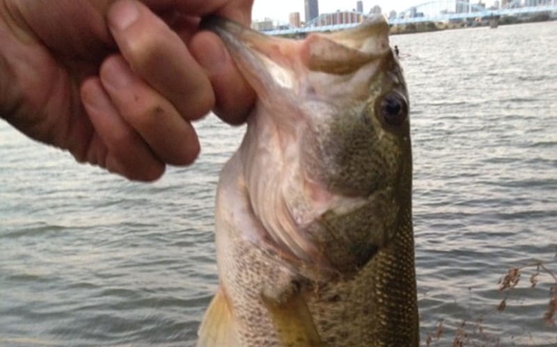 How to Hold a Largemouth Bass  