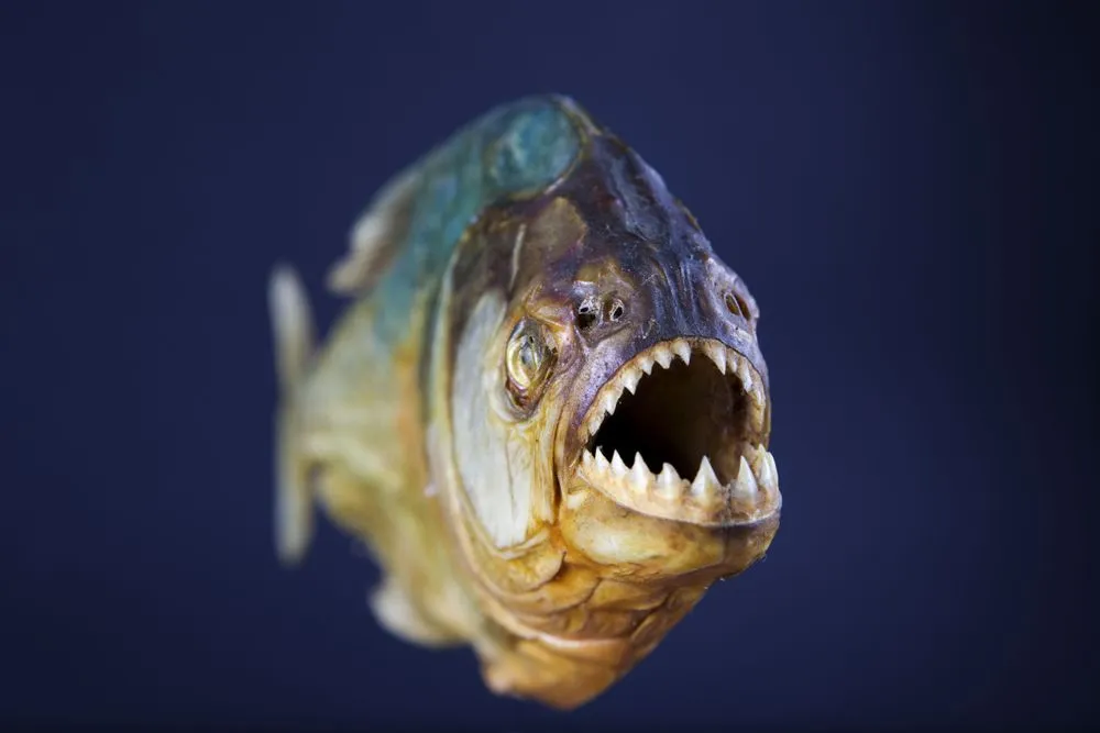Fish With Teeth That Will Surprise You