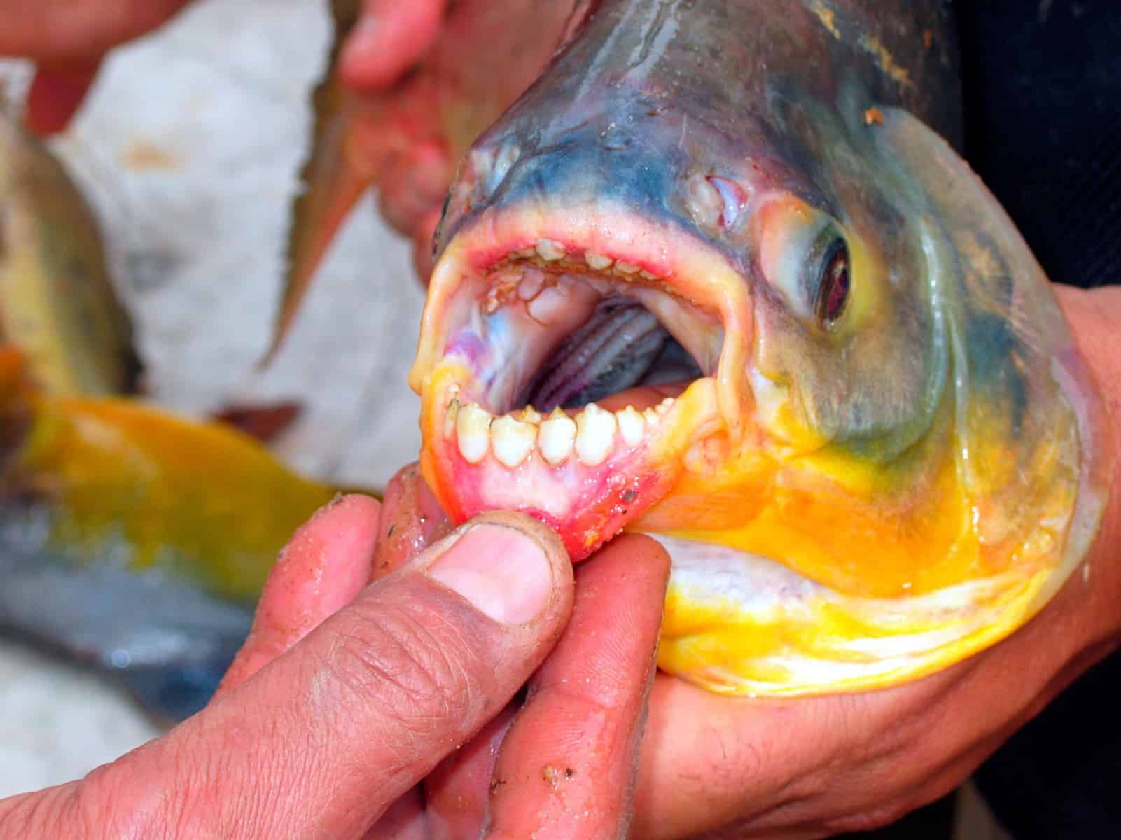 Pacu Fish with Teeth